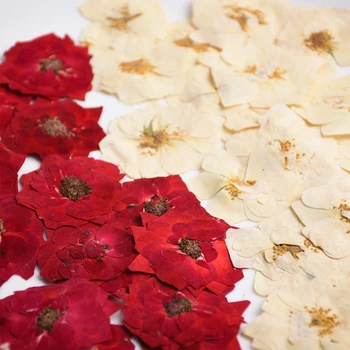 Veľké Rose Prírodné Sušené Kvety Pre DIY Materiál Dekorácie 60 Ks Zadarmo Zásielky