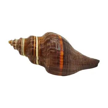 Veľké Prírodné Conch Shell Black Voňavé Slimák Ryby Nádrž Akvárium Krajiny Dekor Podlahy Domáce Dekorácie Seashell Vzor